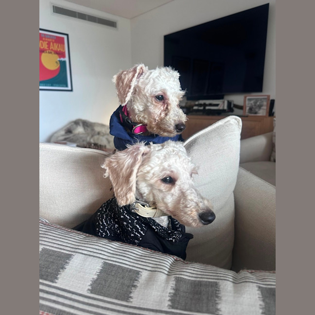 Photo of Tilly
