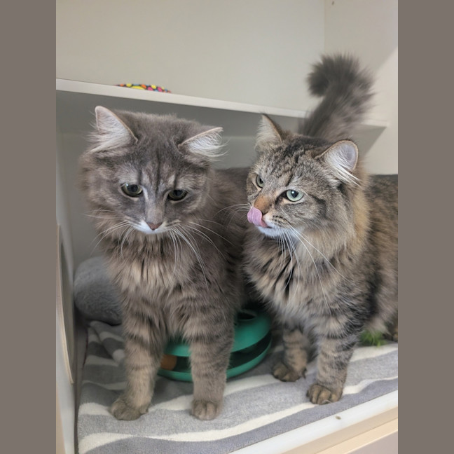 Photo of Bonny & Clyde