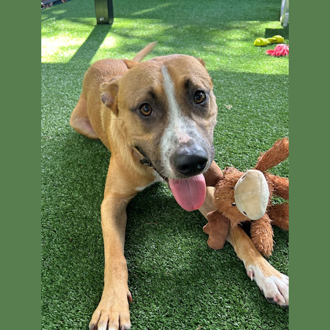 Photo of D1096 Diggy