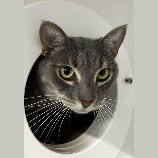 Photo of Lunar (Bonded To Cosmo)