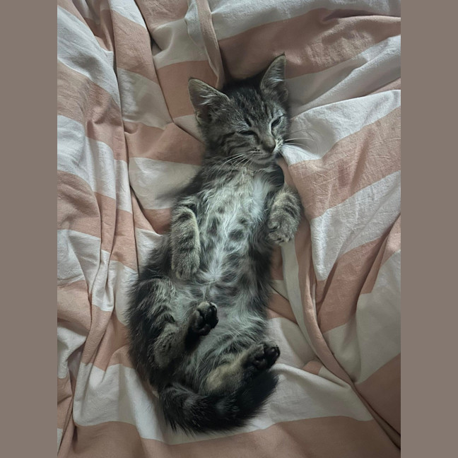 Photo of Timmy Trumpet