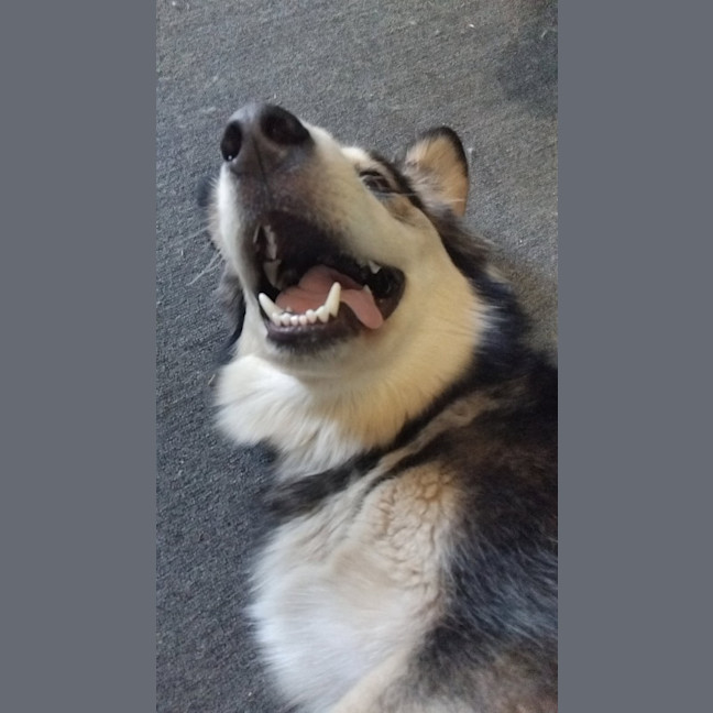 Photo of Opie