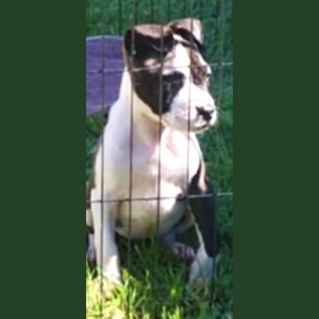 Photo of Tina🥇12 Week Old Staffy X Ridgeback Puppy