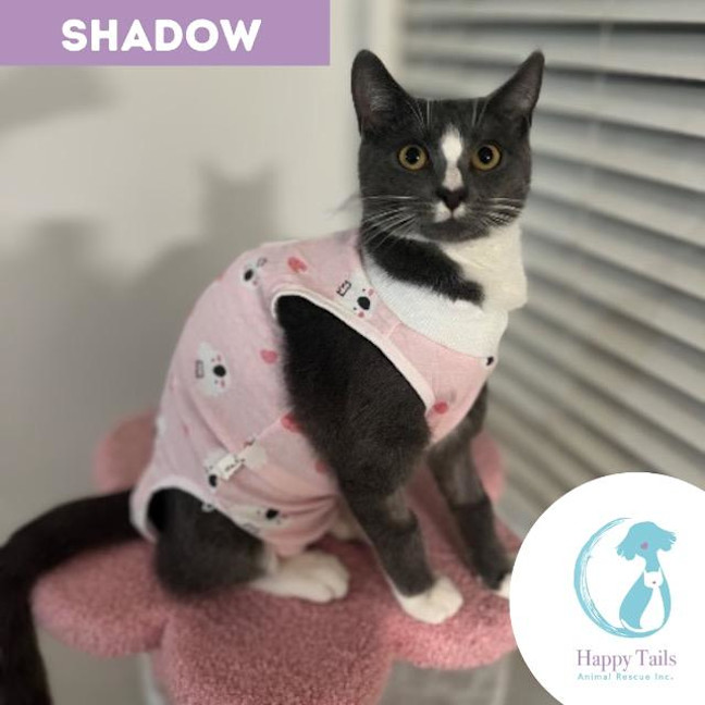 Photo of Shadow