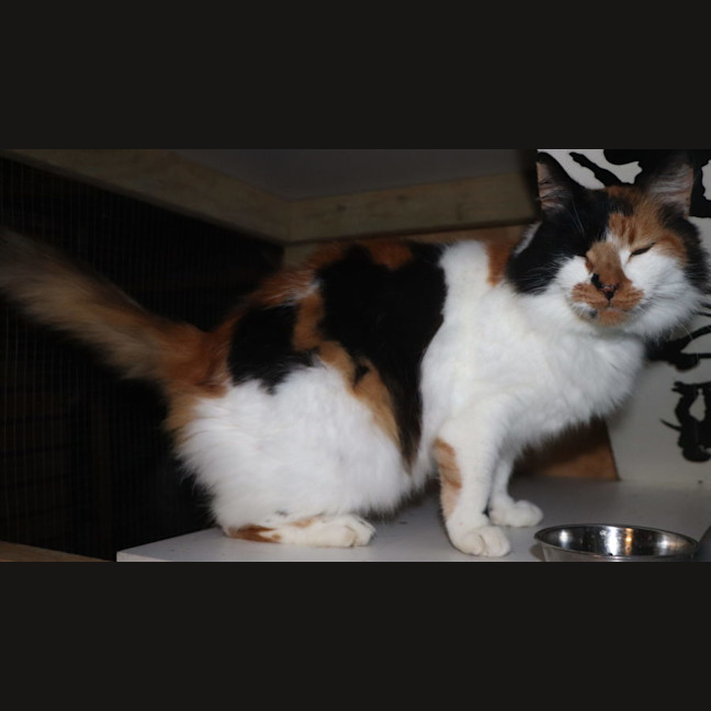 Photo of Heidi   Now At Pet Quarters Thornton