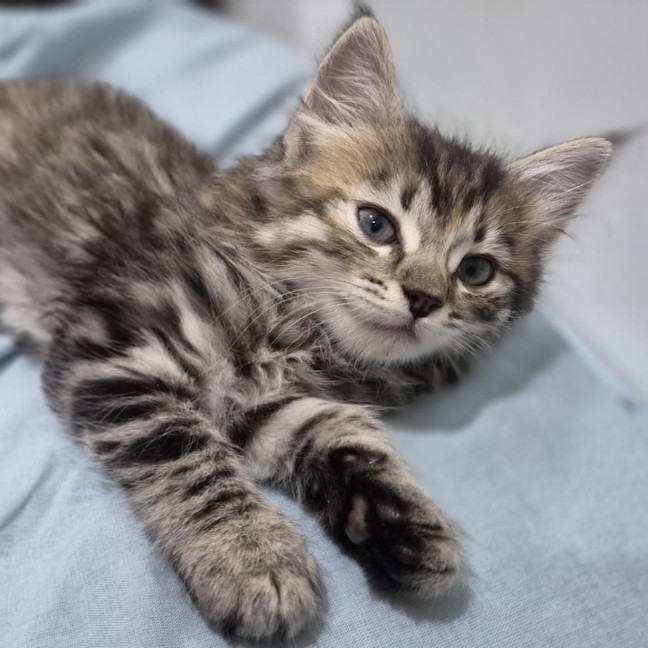 Photo of Taffy