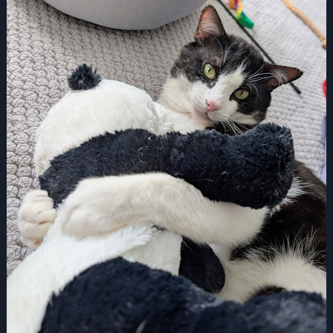 Photo of Benji