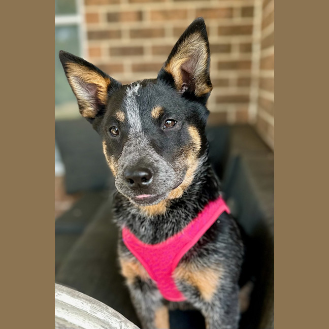 Photo of Jess (Blue)