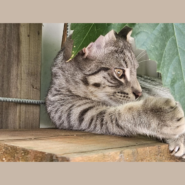 Photo of Pitt ** 2nd Chance Cat Rescue**