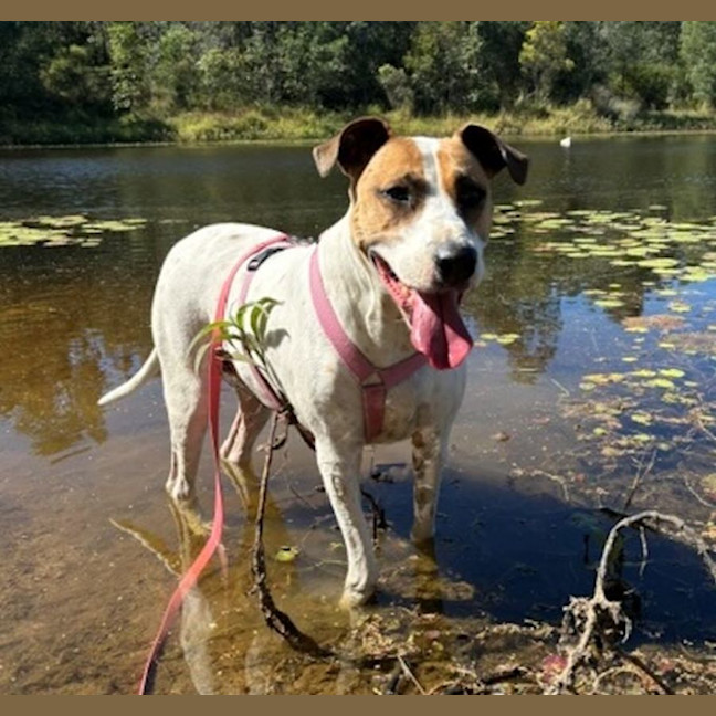 Photo of Willow