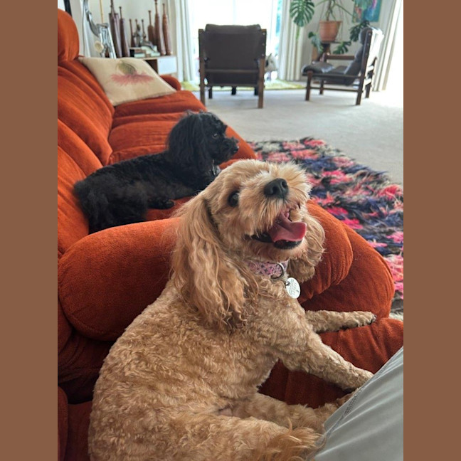 Photo of Sherlock And Willow Picton