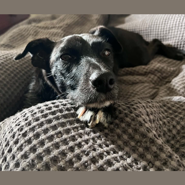 Photo of Daisy