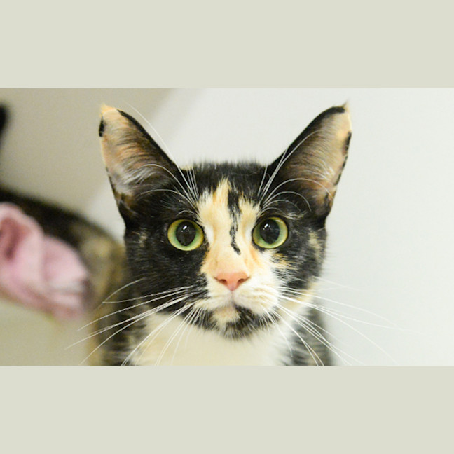 Photo of Paloma