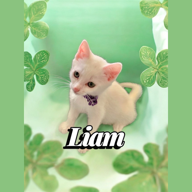 Photo of Liam