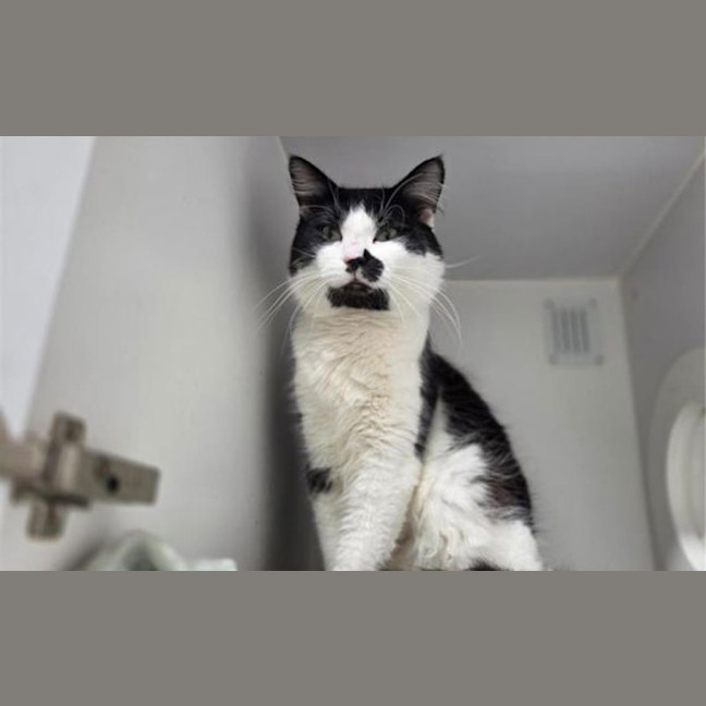 Photo of Snuffles