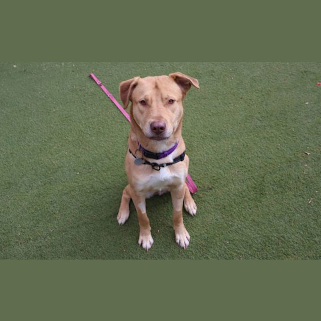 Photo of Whisky