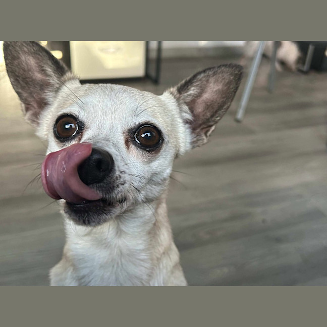 Photo of Bella