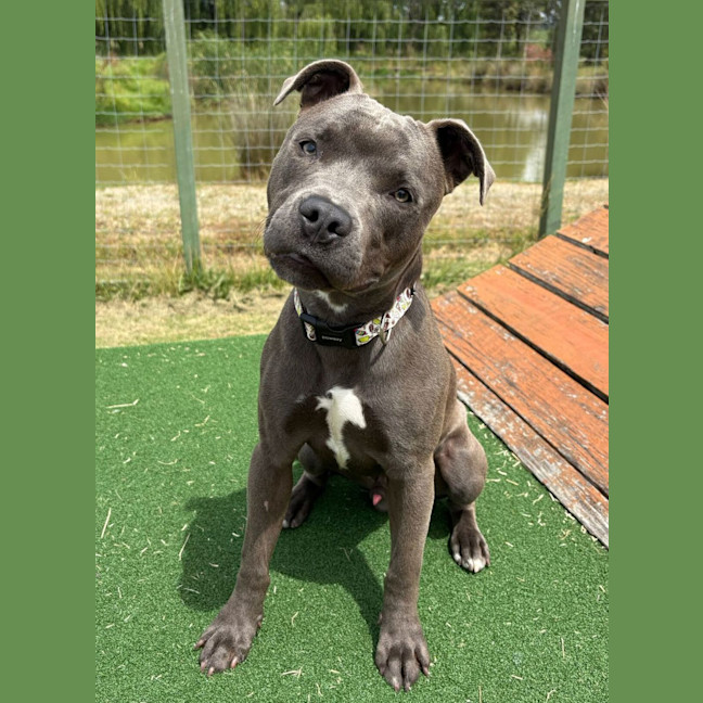 Photo of Rhaegar 