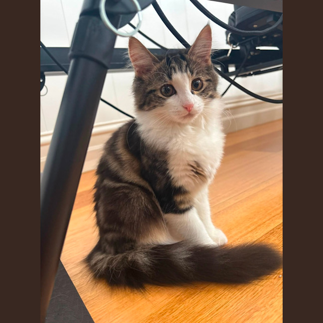 Photo of Maisie
