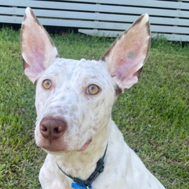 Photo of Casper