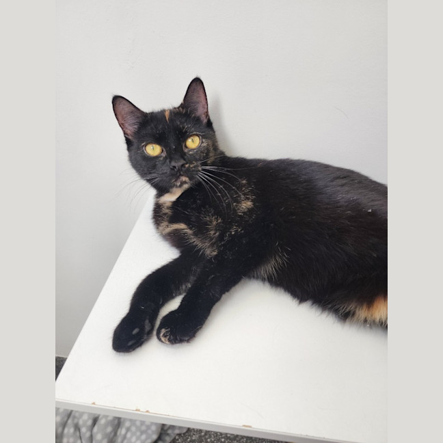 Photo of Joan Fontaine