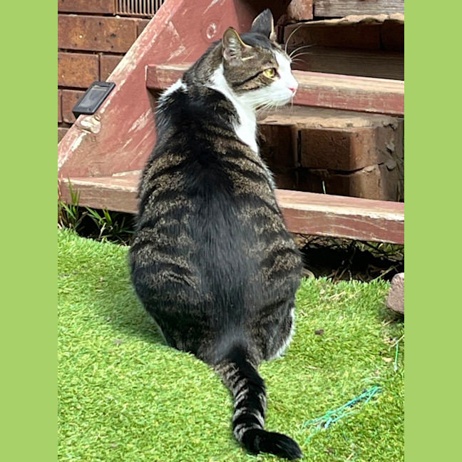 Photo of Humphrey ** 2nd Chance Cat Rescue **