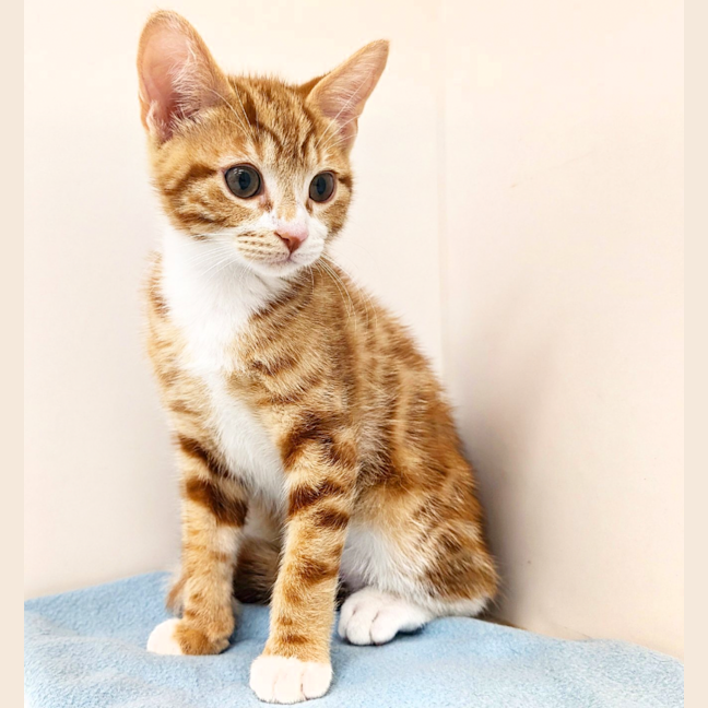 Photo of Paprika