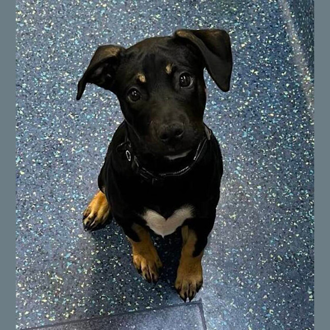 Photo of Baxter