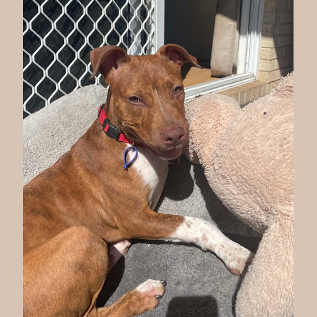 Photo of Sassy   4 Month Old American Staffy X