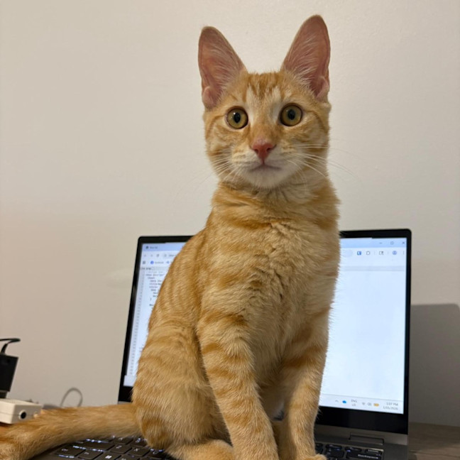 Photo of Cheerio