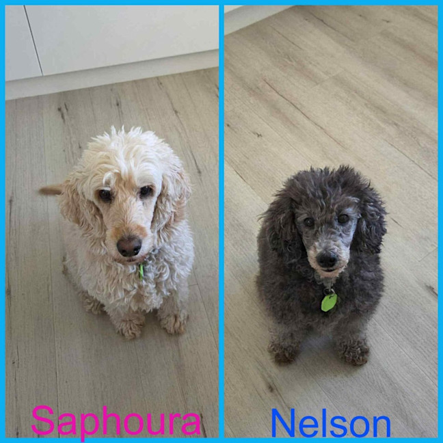 Photo of Saphoura And Nelson