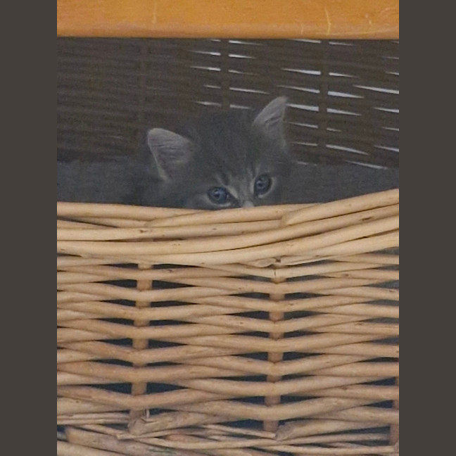 Photo of Tasha