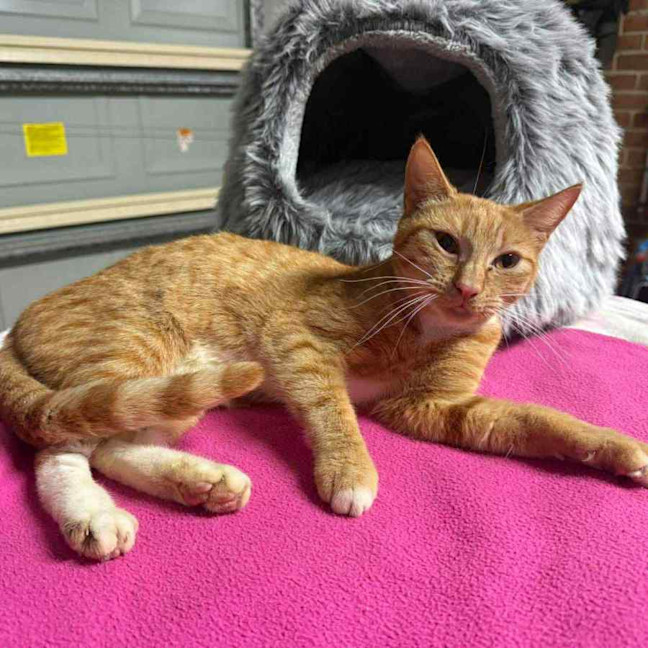 Photo of Cleo 🍁👑