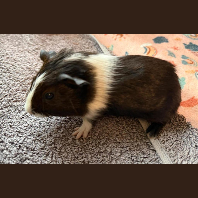Photo of Chestnut (Bonded To Walnut And Peanut)