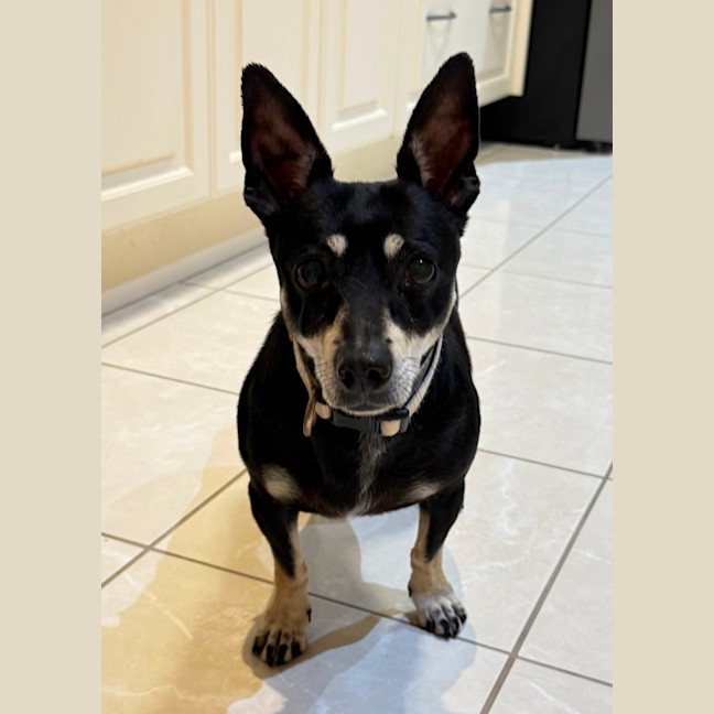 Photo of Alfie