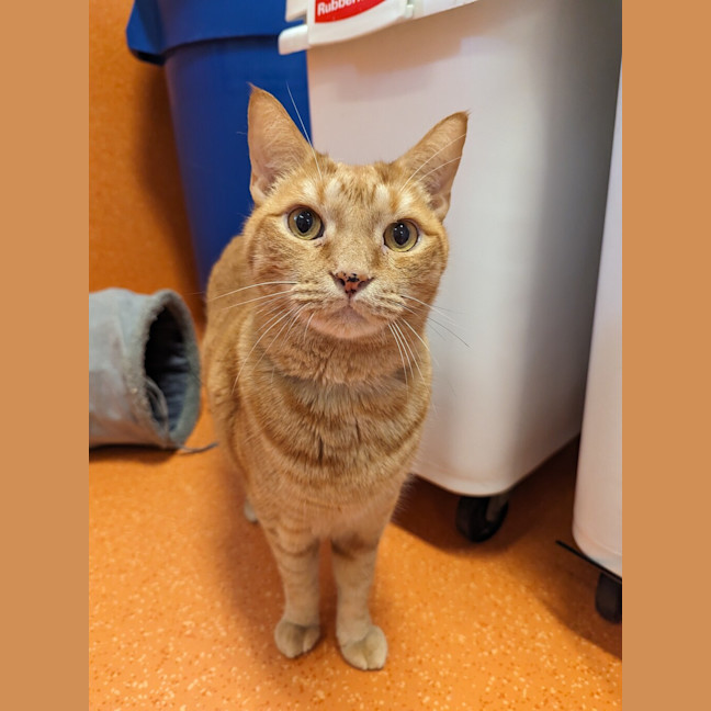 Photo of Romeo