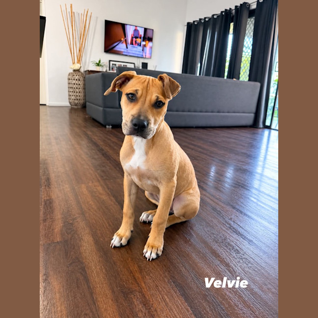 Photo of Velvie