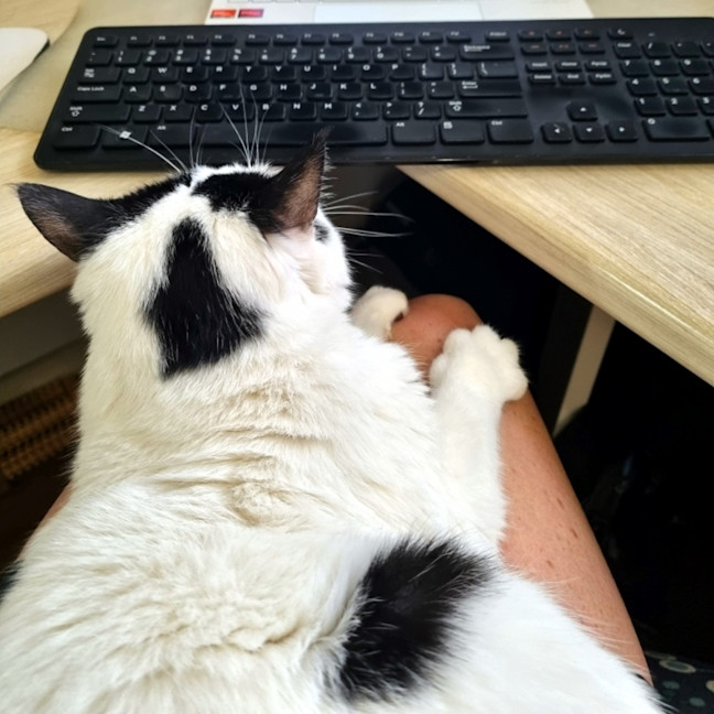 Photo of Chaplin Sta012252