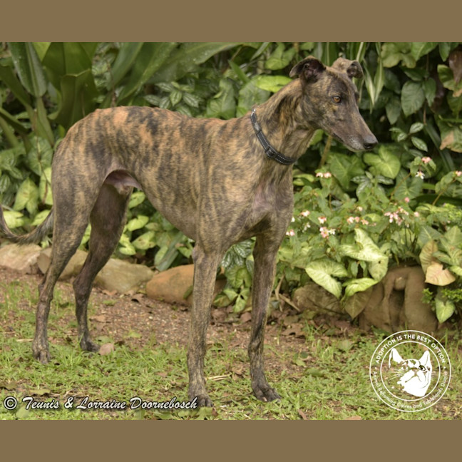 Photo of Dd (Detrie Bale)