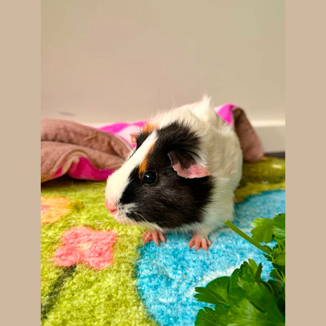 Photo of Ethan 