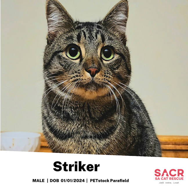 Photo of Striker