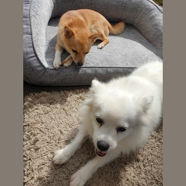 Photo of Snowy And Barney