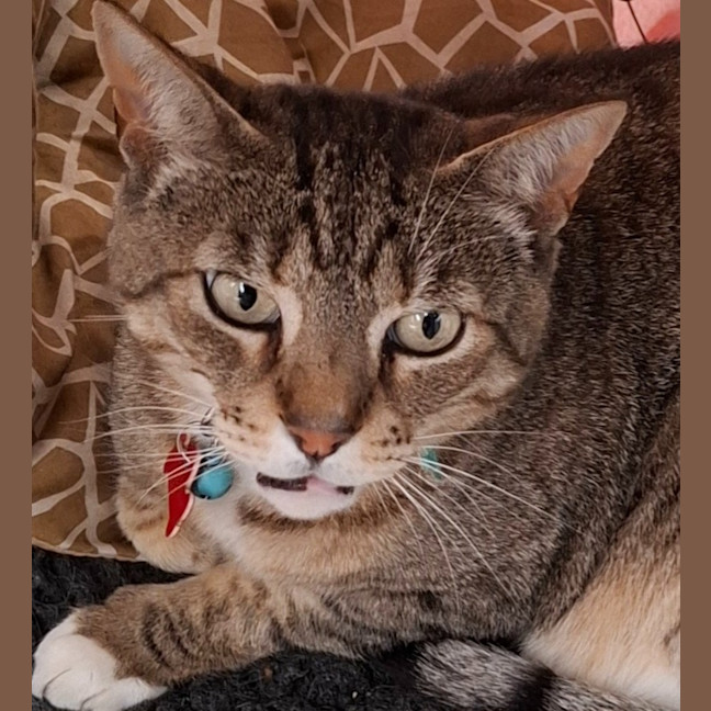 Photo of Dj   Reduced Adoption Fee