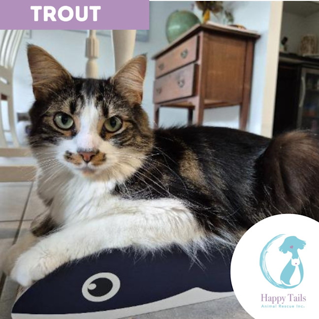 Photo of Trout
