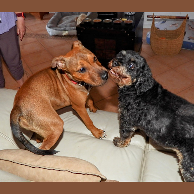 Photo of Lilly (Was Lolly)