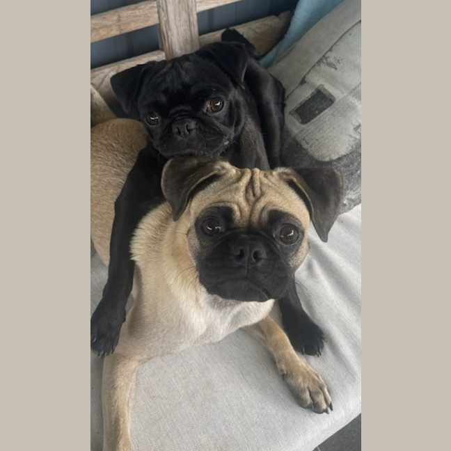 Photo of Freddie 🐶