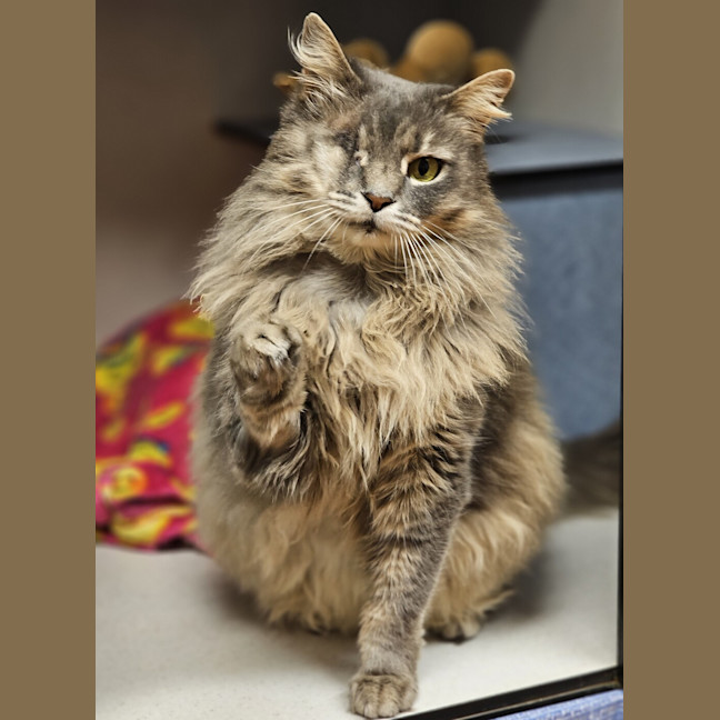 Photo of Adelaide