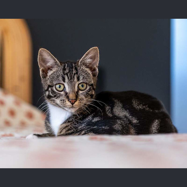 Photo of Maple