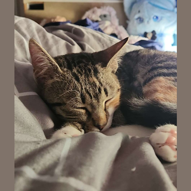 Photo of Stella
