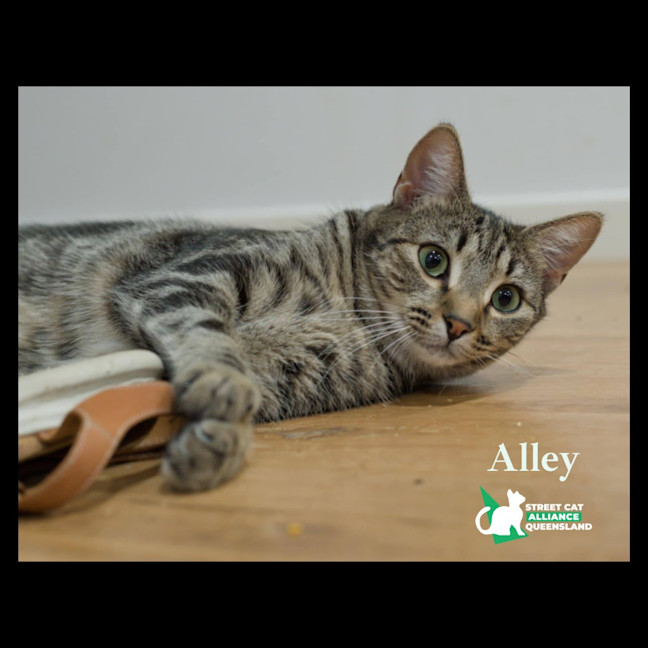 Photo of Alley